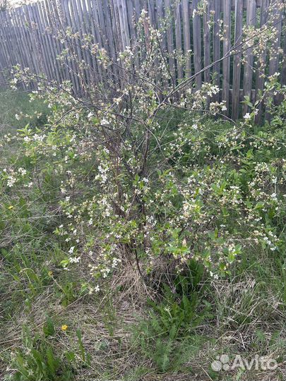 Кусты вишни «Уральская рубиновая»