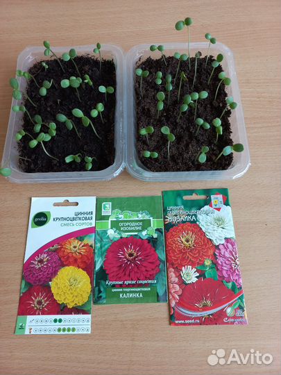 Рассада однолетников