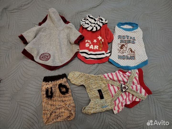 Пакет вещей на собаку или кошку чихуа-хуа,Джек рас