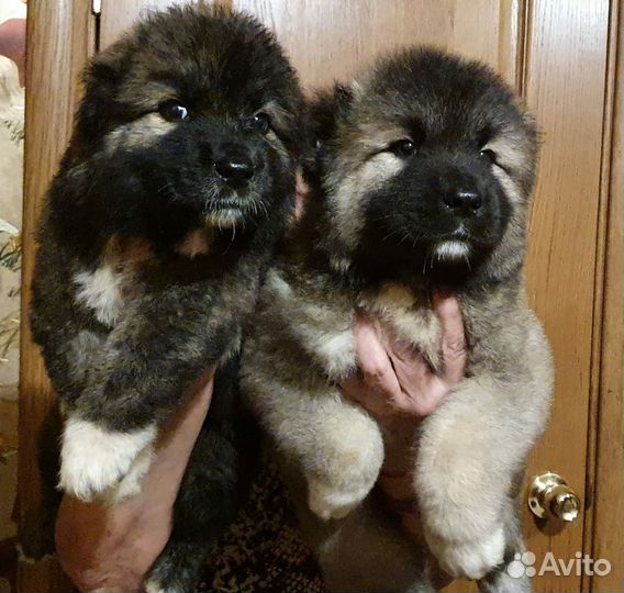 Щенки кавказской овчарки (мальчики)