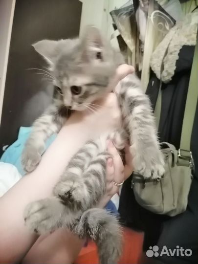 Котёнок ищет дом