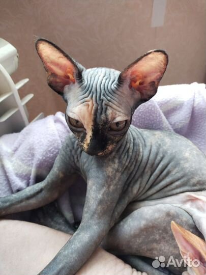 Канадский сфинкс котенок девочка