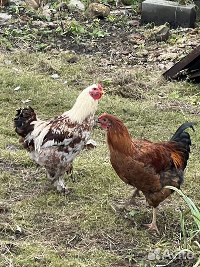 Петухи домашние