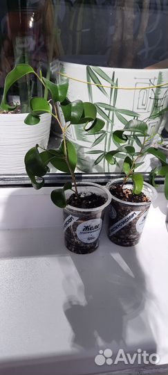 Фикус букле