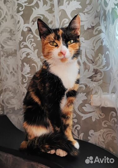 Кошки в добрые руки