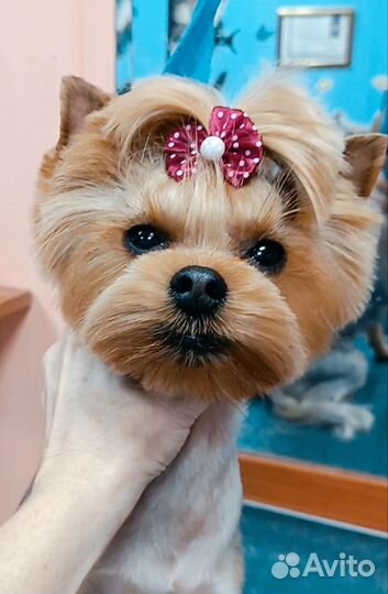 Груминг/стрижка собак и кошек. Тримминг, вычес