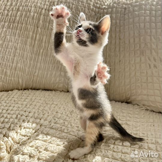 Котёнок девочка в добрые руки