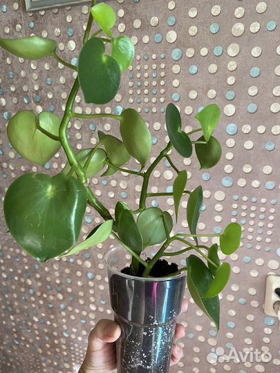 Пилея пеперомиевидная