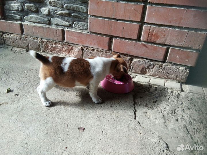 Щенок Джек Рассел терьер мальчик