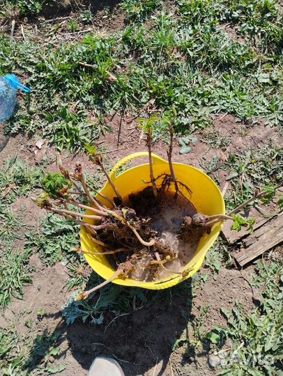 Каштан саженцы