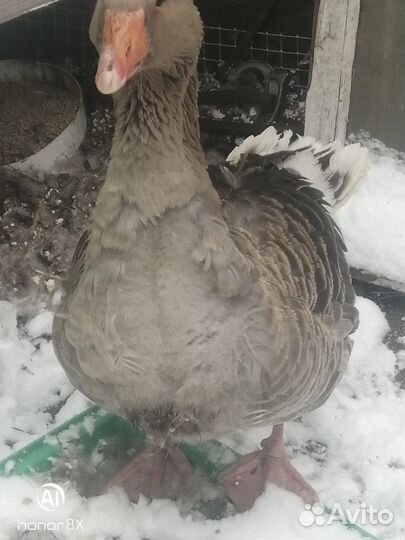 Инкубационное яйцо.Гусята-Серый крупный.Кубанский