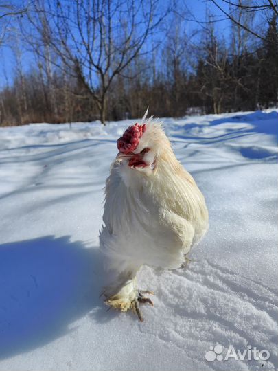 Петух китайский шелковый