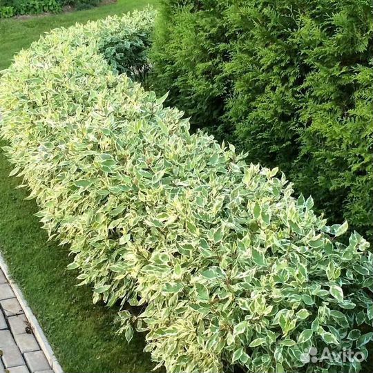 Дёрн Элегантиссима (Elegantissima)