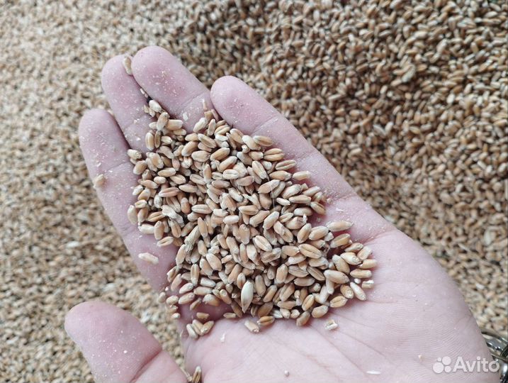 Продаю Пшеницу и Ячмень