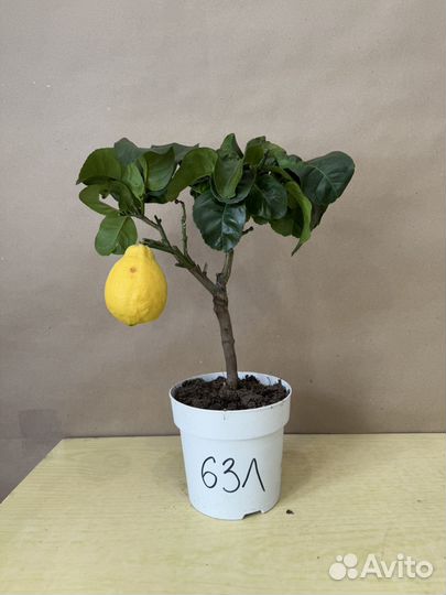Лимонное дерево с плодами