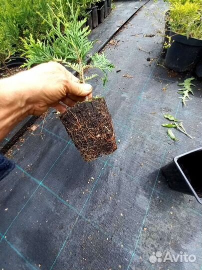 Туя Смарагд П9 Smaragd P9 C2 опт