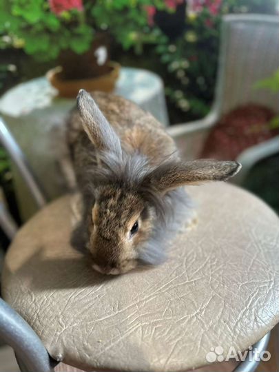 Декоративные кролики вислоухие и львиноголовые