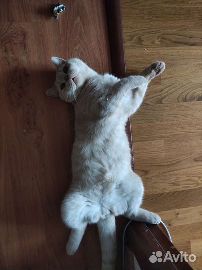 Шотландский кот вязка