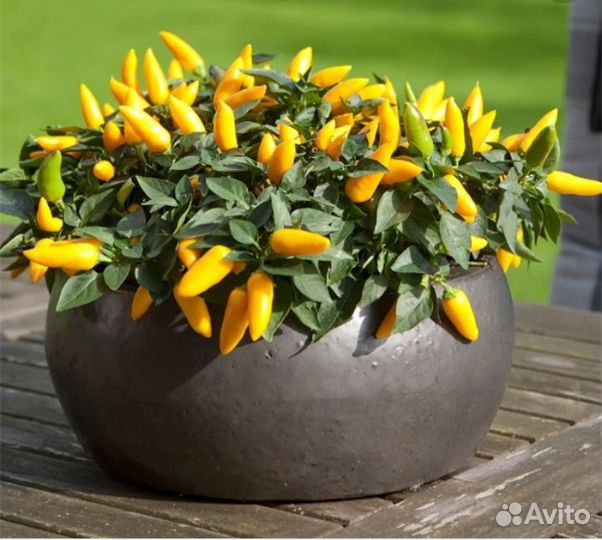 Рассада комнатного острого жёлтого перчика