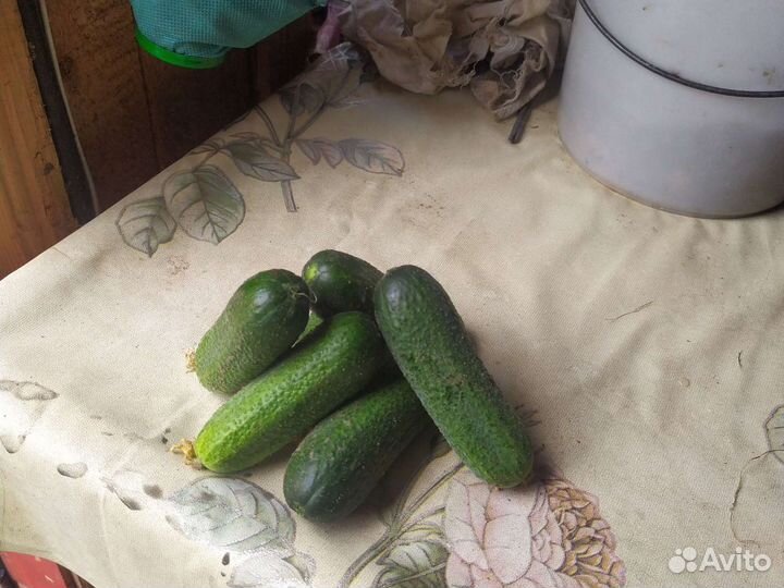 Огурцы домашние грунтовые