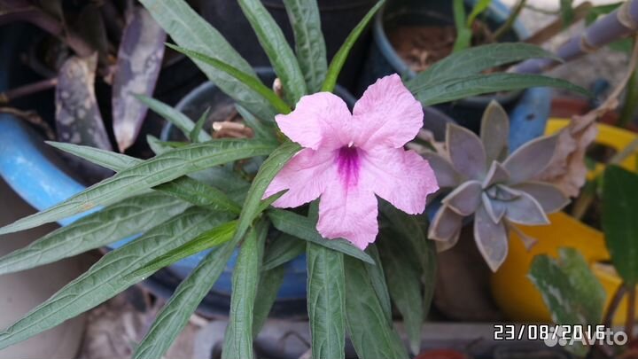 Гибискусы и другие цветы