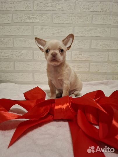 Чихуахуа классный кексик