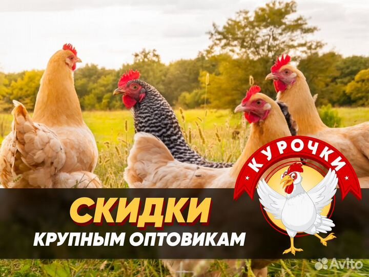 Куры молодые несушки