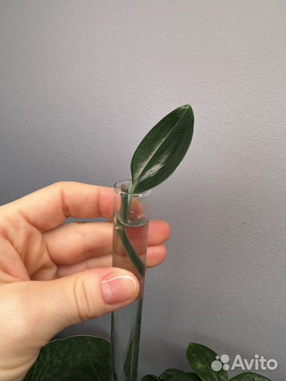 Сциндапсус dark form