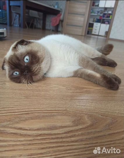 Кот шотландский в добрые руки