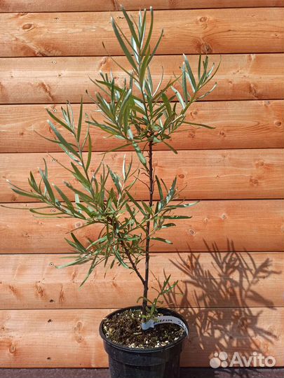 Облепиха новые сорта