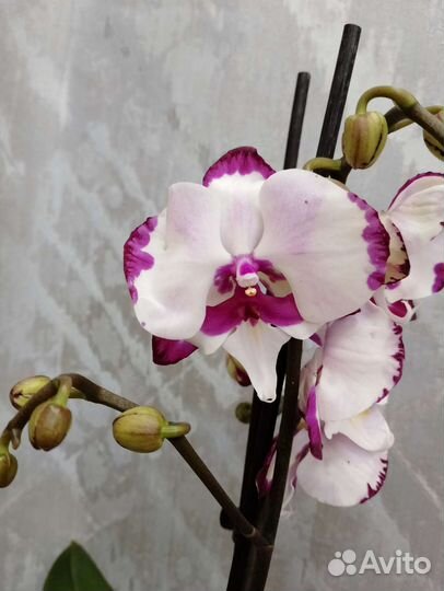 Орхидея Биг-Лип Долматин отцветает