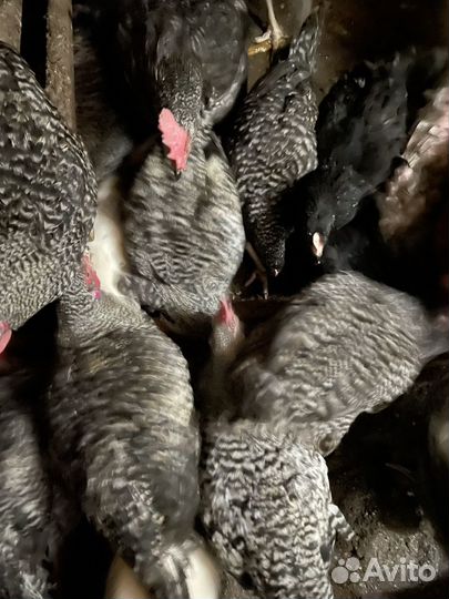 Куриный помет