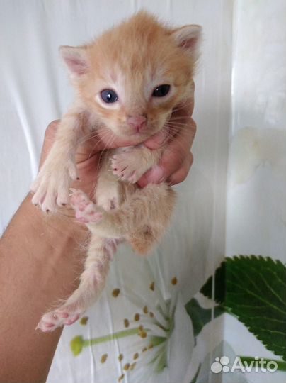 Котята,три мальчика,одна девочка