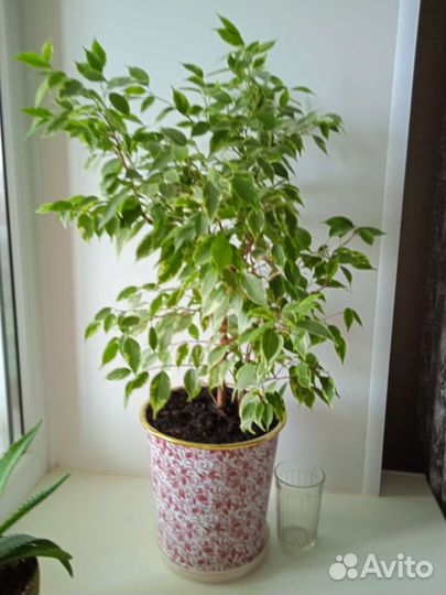 Продам цветы комнатные