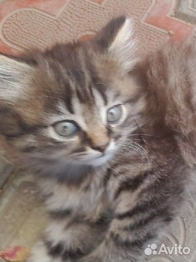 Котёнок от шотлвндской кошки