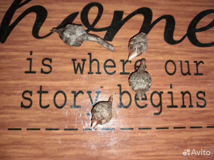 Алоказии(луковички)