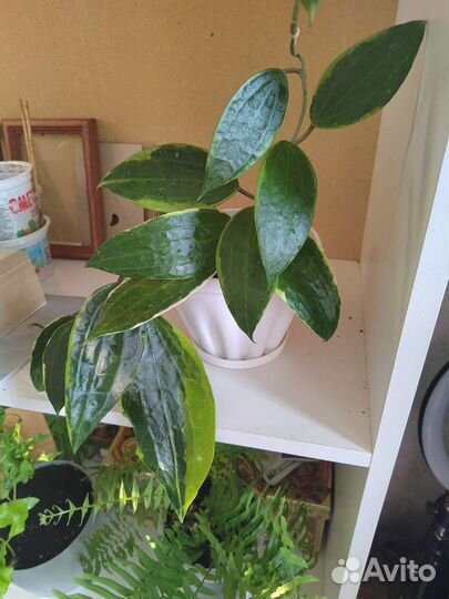 Хойя макрофилла альбомаргината