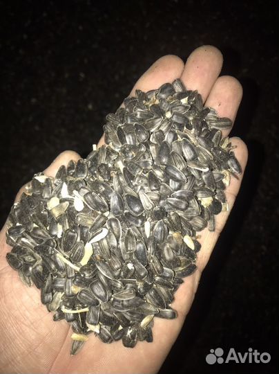 Семечки подсолнечника