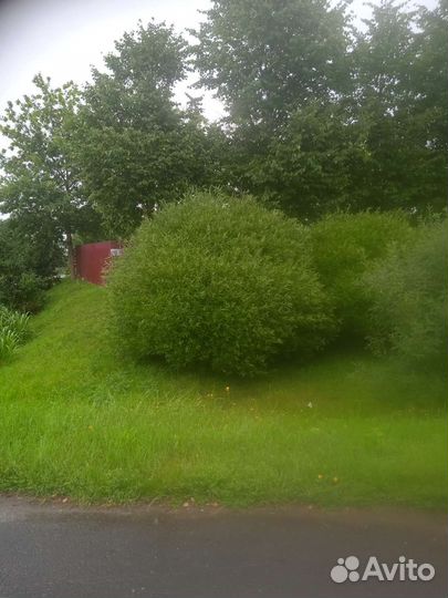 Ива шаровидная