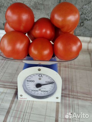 Помидоры засолочные домашние купить в Шелехове | Товары для дома и дачи ...