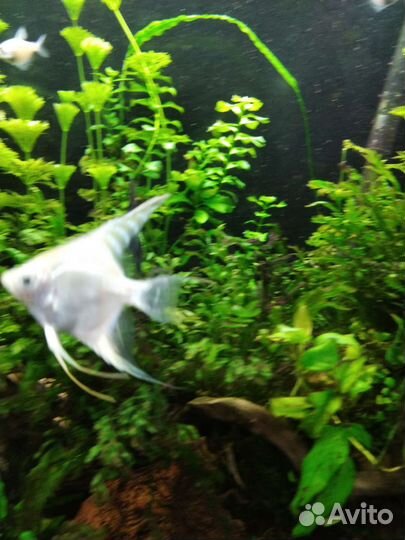 Аквариумные рыбки