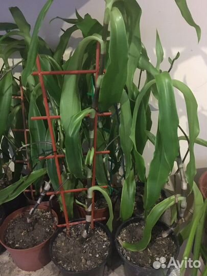 Индийский лук, золотой ус