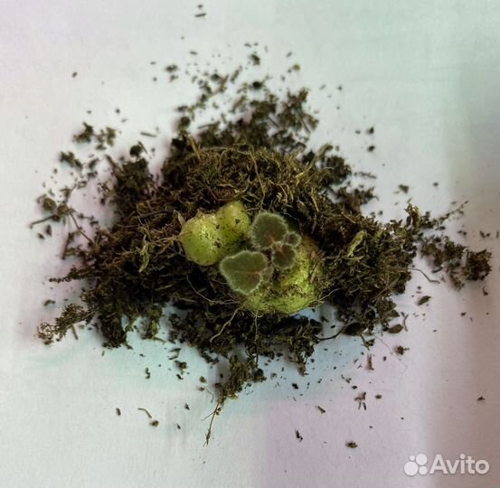 Глоксиния ен Глоток вина детка и клубень 3 см