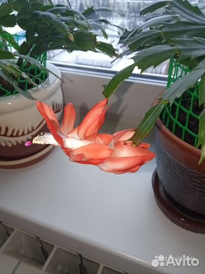 Шлюмбергер - двух видов цветов