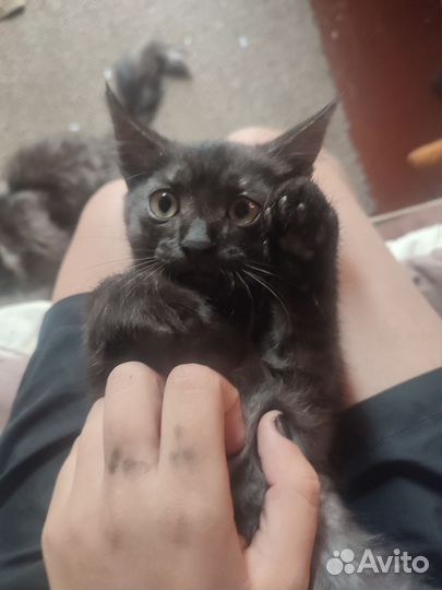 Котёнок и кошка