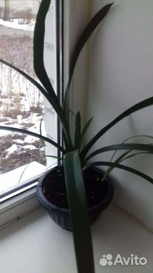 Clivia) Кливия