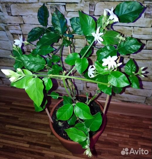 Комнатные жасмины