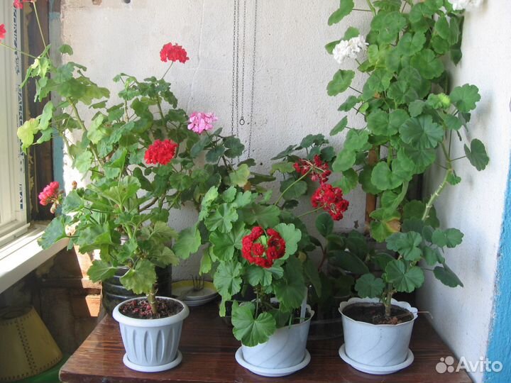 Герань (пеларгония)