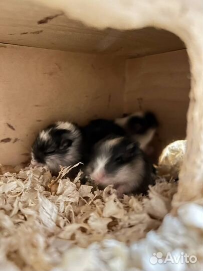 Монгольская песчанка