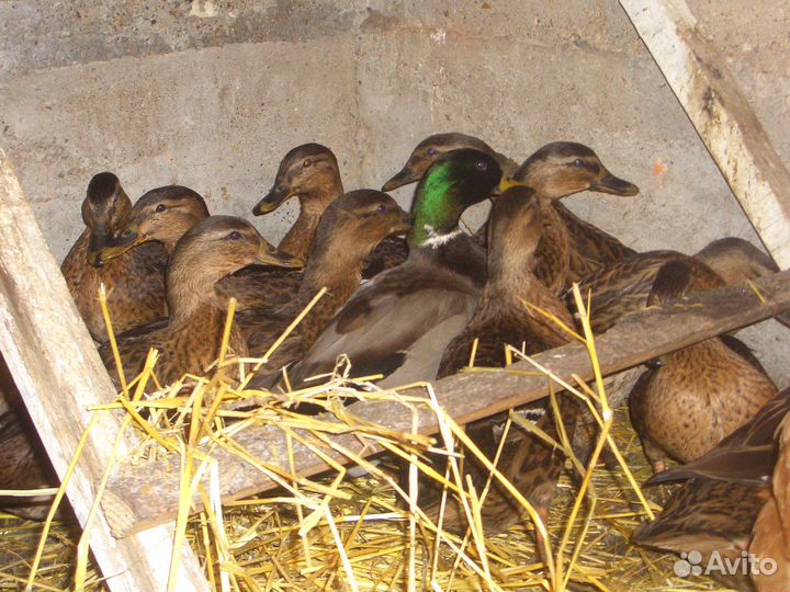 Подсадные утки